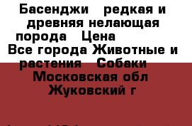 Басенджи - редкая и древняя нелающая порода › Цена ­ 50 000 - Все города Животные и растения » Собаки   . Московская обл.,Жуковский г.